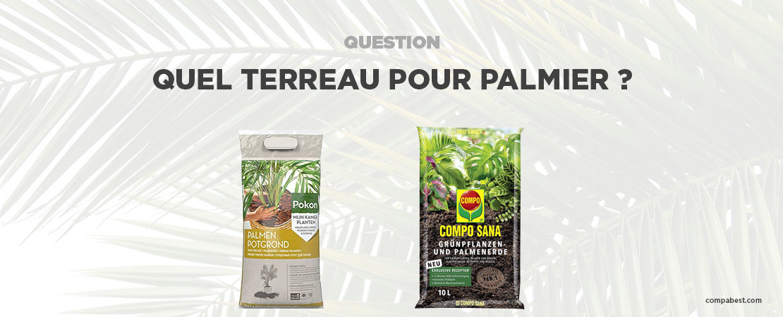           Quel terreau pour palmier choisir ?          