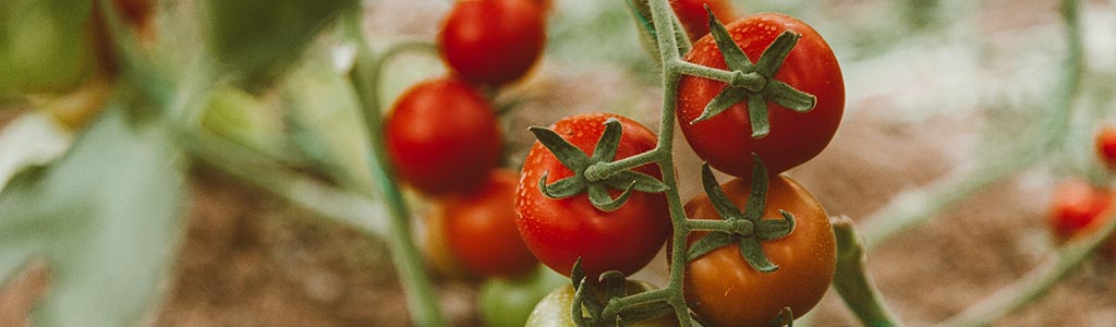 plant de tomate entretien