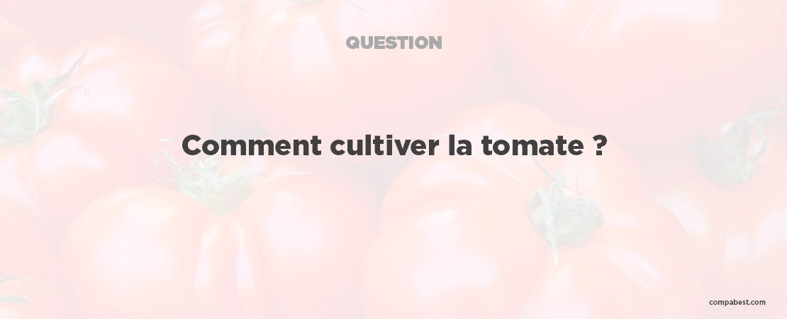 La culture de la tomate