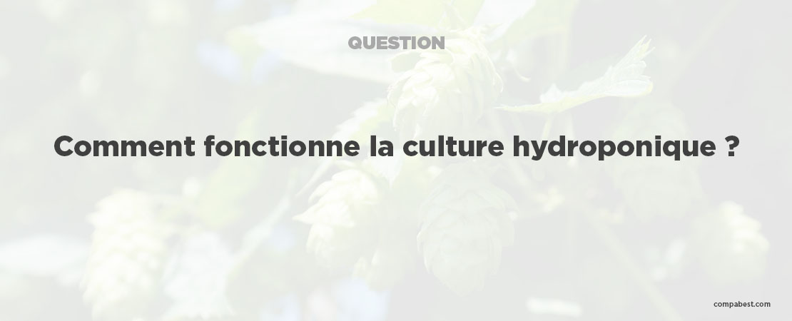 Comment fonctionne la culture hydroponique ?