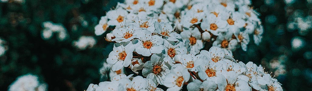 fleur de rocaille vivace plein soleil