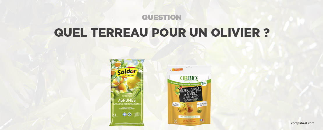           Quel terreau pour rempoter un olivier ?          